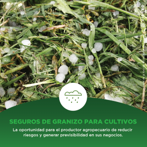 Placa Granizo para cultivos